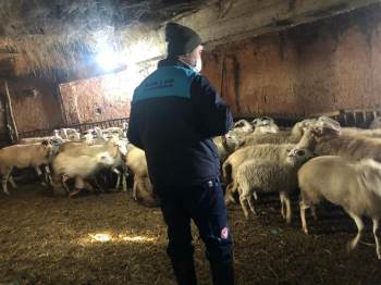 Üreticiye Anaç Koyun Ve Keçi Desteği Devam Ediyor
