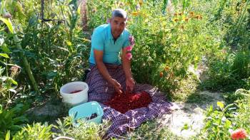 Üretim Düştü, Fiyatlar İkiye Katlandı
