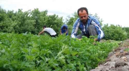 Üretim fazlası malı tarlada bıraktı