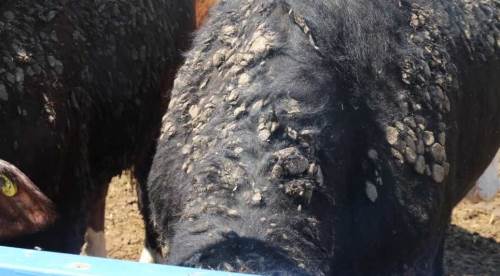 Uruguay'dan Eskişehir'e 25 kilogram pislikle geldiler!