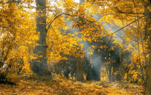 Uşak'ta hava durumu nasıl olacak? (1 Kasım 2024)