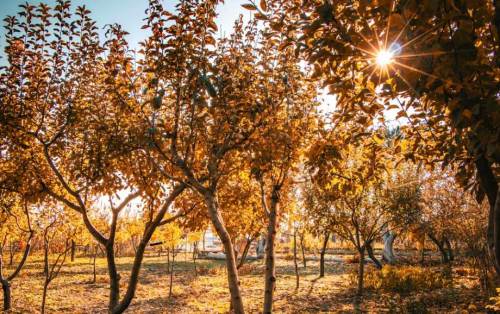 Uşak'ta hava durumu nasıl olacak? (20 Kasım 2024)