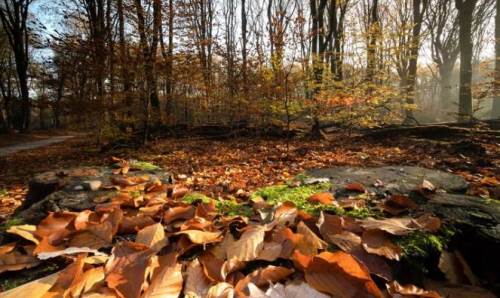 Uşak'ta hava durumu nasıl olacak? (30 Kasım 2024)