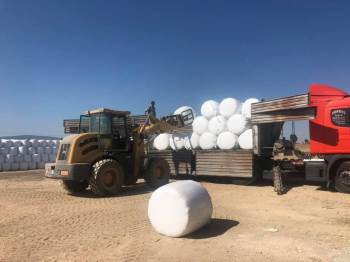 Uşak Ve Afyonkarahisarlılu Besiciler Silaj İhtiyacını Aslanapa İlçesinden Karşılıyor
