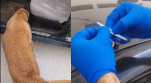 Uyuşturucu operasyonunda 1 kişi yakalandı