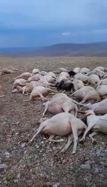 Üzerine Yıldırım Düşen Sürüde 60 Koyun Telef Oldu
