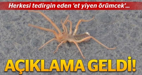 Uzmandan et yiyen örümcek açıklaması