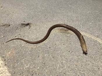 Uzmanlar uyardı: yılan sanıp öldürmeyin