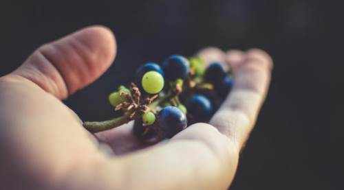 Üzüm Nasıl Kurutulur? En Lezzetli Kuru Üzümleri Elde Etmek İçin Püf Noktaları