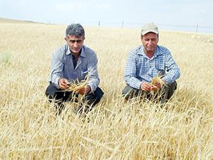    Beylikovada verim kaybı yüzde 80'e ulaştı