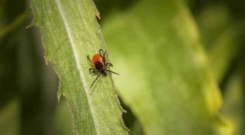 Vakalar artıyor: Bu belirtilere dikkat!