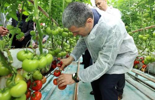 Vali Aktaş Sandıklı’da domates hasadı yaptı