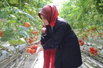 Vali Jeotermal Kaynak Su İle Üretim Yapan Domates Serasında Hasat Yaptı
