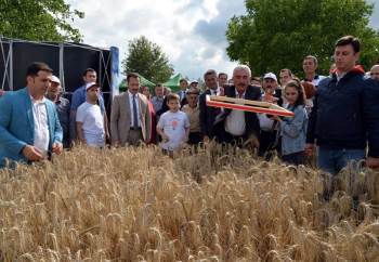 Vali Şentürk Tarla Günü’Nde Biçerdöverle Hasat Yaptı
