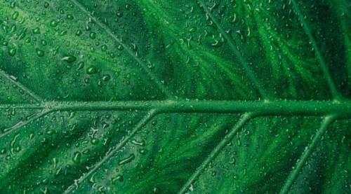 Vasküler Ne Demek? Vasküler Sistemin Önemi ve İşlevleri