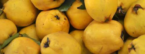 Vatandaş 'ayva'nın her türlüsünü yiyor