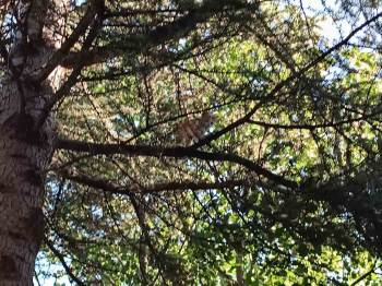 Vatandaş Operasyonda Başarısız Olunca Devreye İtfaiye Girdi
