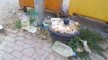 Vatandaşlar Kötü Koku İçin Hayvan Severlere İsyan Etti
