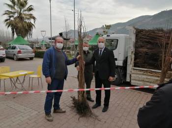 Vatandaşlara 3 Bin Adet Hurma Fidanı Dağıtıldı
