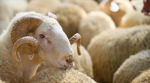 Vekaletle kurbanlık fiyatlarını Diyanet açıkladı: 2026 vekaletle kurbanlık fiyatı