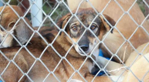 Veteriner Hekimler Odası'ndan kritik uyarı: "Bu bir halk sağlığı sorunu"