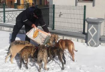 Veterinerlik İşleri Müdürlüğü Çalışmaları 7/24 Sokak Hayvanları Takip Ediyor
