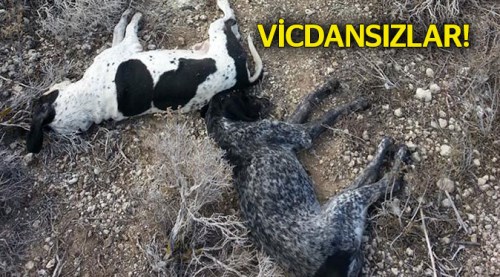 Vicdansızlar fare zehiri ile öldürdüler