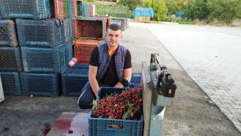 Vişneye Verilen 2,5 Tl Fiyat Üreticiyi Memnun Etmedi
