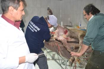 Vücudundan 60’A Yakın Saçma Çıkartıldı
