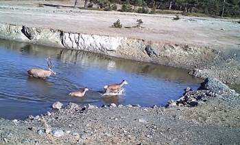 Yaban Hayatı Fotokapanla Görüntülendi
