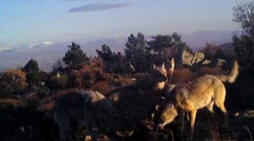 Yaban hayatı fotokapanlara yansıdı