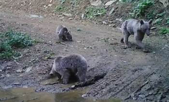Yaban Hayvanları Foto Kapanlara Takıldı
