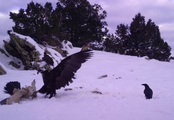 Yaban Hayvanlarının Yem Telaşı Böyle Görüntülendi

