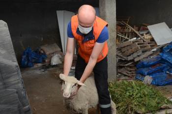 Yabani Hayvanların Saldırısına Uğrayan Kuzu Sahibine Teslim Edildi
