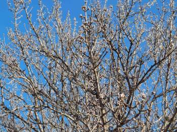 Yalancı Bahara Aldanan Badem Ağaçları Çiçek Açtı
