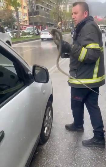 Yalova’Dan Getirdiği Saksı Çiçeklerinin Arasından Yılan Çıktı
