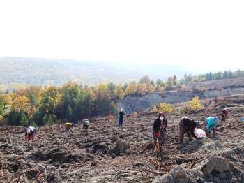 Yanan Orman Alanı Kadın Eliyle Yeşerecek
