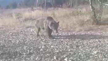 Yangın Gözetleme Kulesine Ayı Dadandı
