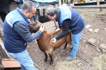 Yangında 8 Küçükbaş Hayvanı Telef Olan Aileye Destek
