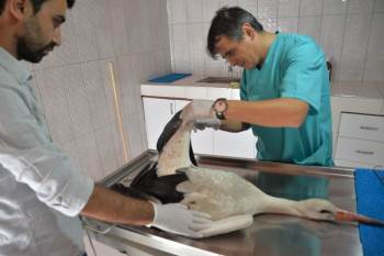 Yaralı Bulunan Leylek Tedavi Altına Alındı
