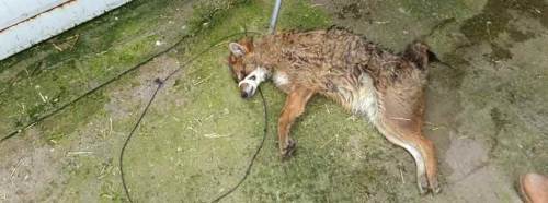 Yaralı çakal tedavi altında