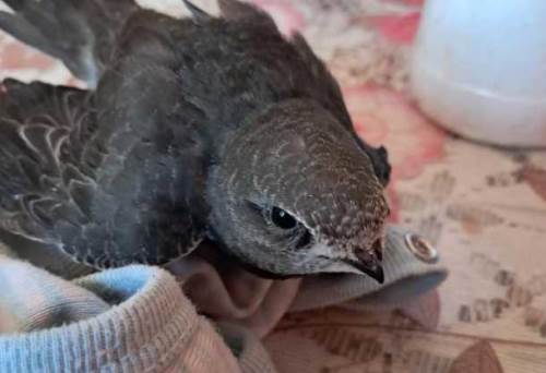 Yaralı ebabil kuşu Eskişehir’de hayata döndü