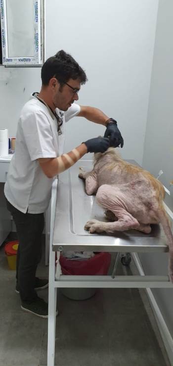 Yaralı Halde Bulunan Köpeğe Hayırsever Vatandaşlar Sahip Çıktı
