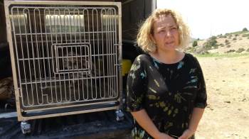 Yaralı Halde Bulunan Mısır Akbabası 4 Aylık Tedavisinin Ardından Doğaya Salındı
