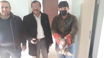 Yaralı Halde Bulunan Şahin Tedavi Altına Alındı
