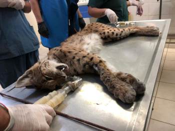 Yaralı Halde Bulunan Vaşak Kurtarılamadı
