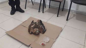 Yaralı Hayvanların İmdadına Jandarma Yetişti
