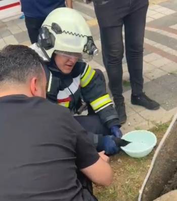 Yaralı Karga İtfaiye Erlerince Ağaçtan İndirildi
