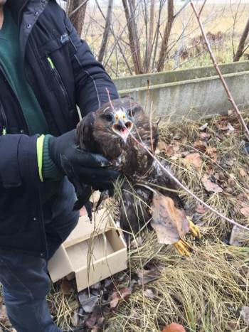 Yaralı Kartalı Yetkililere Teslim Ettiler

