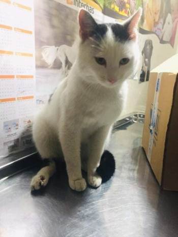 Yaralı Kedi İçin Seferber Oldular
